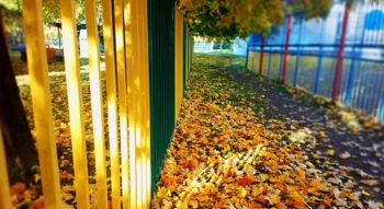 Autumn leaves on the ground in a park
