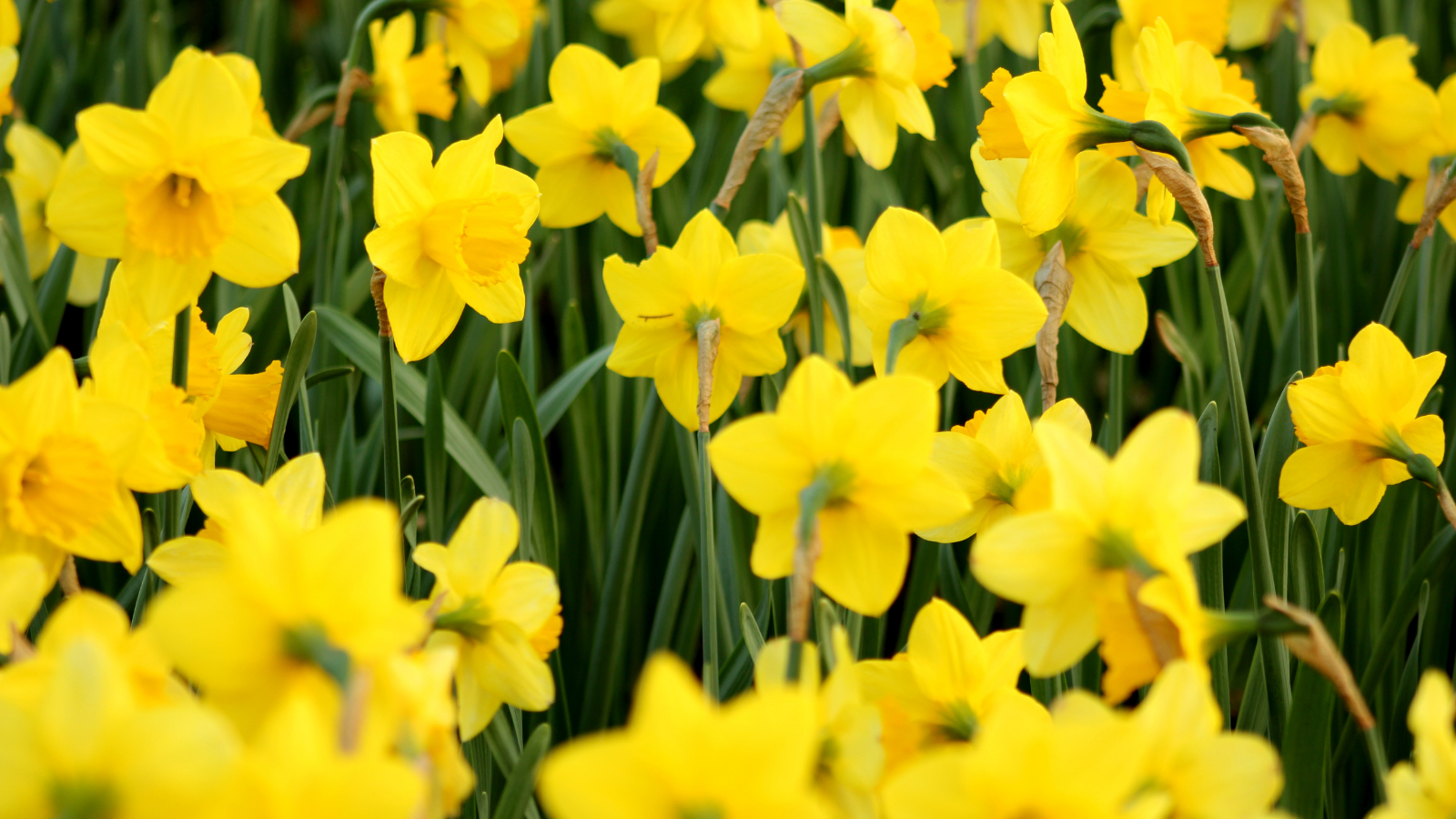 a field of daffodils 