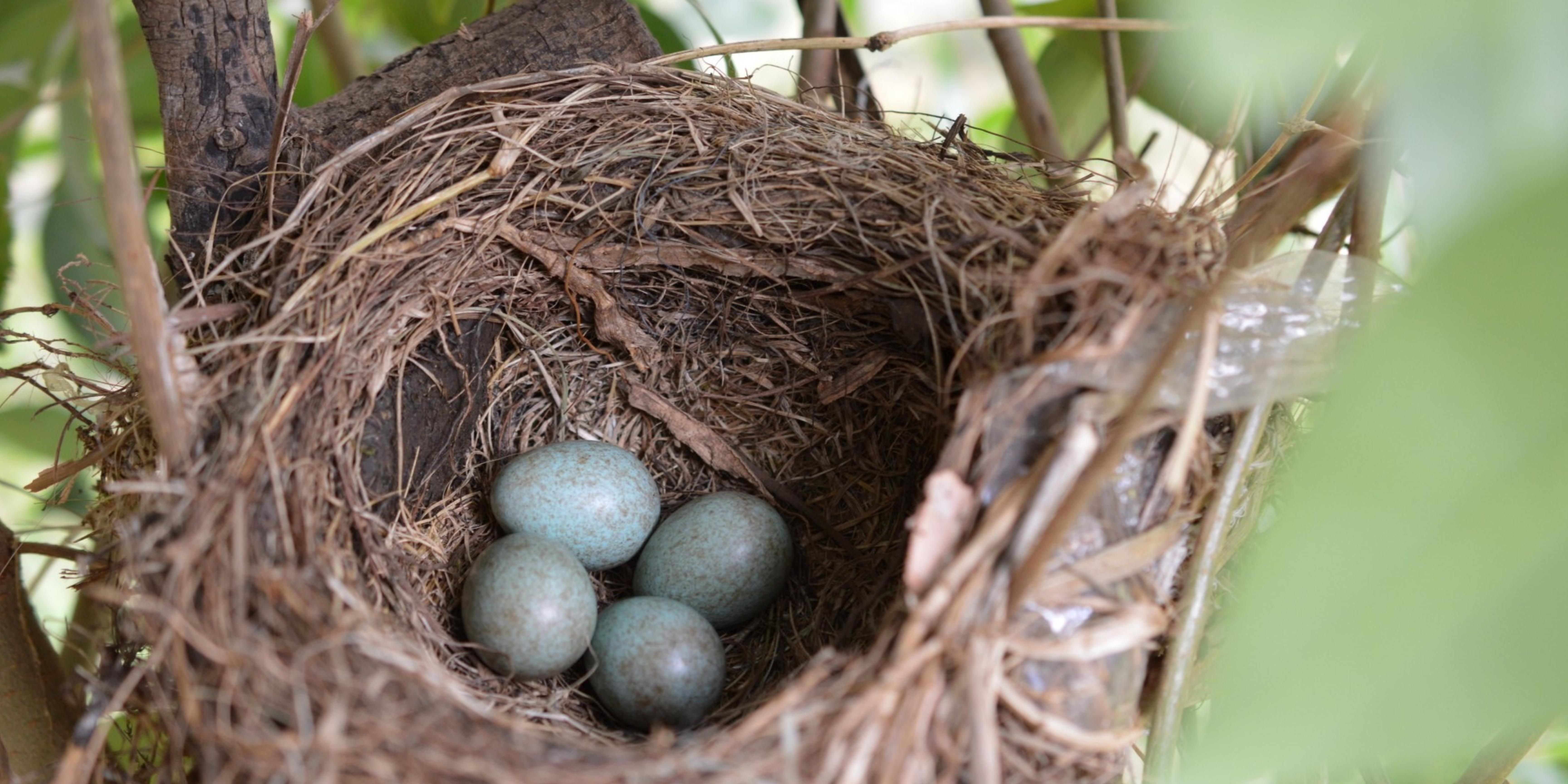 'Cuckooing' is named after the Cuckoo bird, which places its eggs in another bird's nest for the other birds to unknowingly raise.