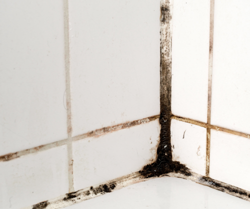 Mould in the grouting of tiles inside a bathroom.