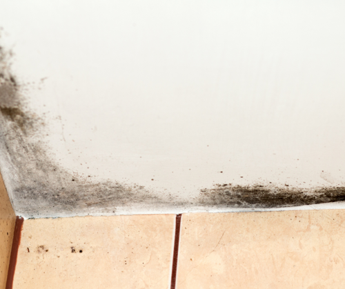 Black mould  in the corner of a room.